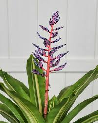 Image result for Aechmea
