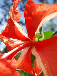 Image result for Hibiscus Red 2015 Vito