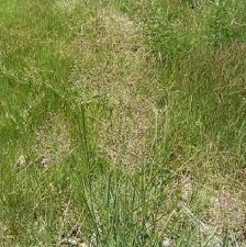 Image result for Sporobolus festivus