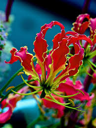 Image result for Colchicaceae