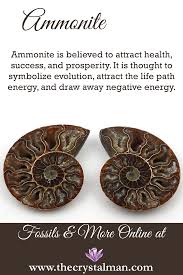 Ammonoidea is one of three subclasses of cephalopods, the others being coleoidea (octopuses, squids, cuttlefishes, extinct belemites), and nautiloidea. Ammonite Health Success Prosperity Evolution Life Path Negative Energy Reduction Shop Now For Fossilized A Crystals Crystal Healing Stones Spiritual Crystals