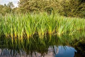 Image result for Calamus deerratus