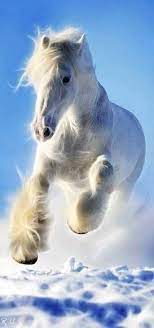 صوره حصان أبيض horses animals equitation
