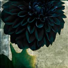 Alibaba.com offers 1,896 blue dahlia flowers products. The Poetry Of Material Things Dahlia Flower Tattoos Dark Flowers Blue Dahlia