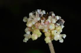 Image result for Laportea ovalifolia