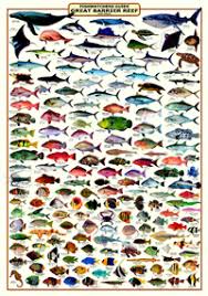 65 Genuine Tasmanian Fish Species Chart