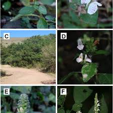 Image result for Isoglossa milanjiensis