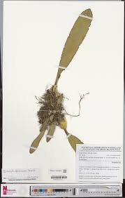 Image result for Bulbophyllum schinzianum