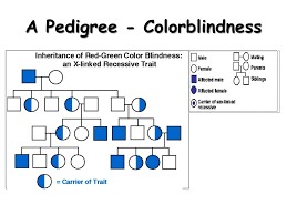 Inheritance Diagram Quizlet