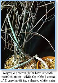 Image result for Cissus humbertii