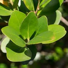 Image result for Pterocelastrus