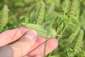 Image result for Cantinoa americana