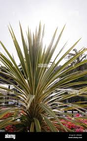 Image result for Indigofera longibarbata