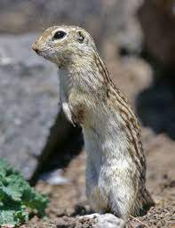 Photos Of Squirrels And Marmots Family Sciuridae Praire Dog Marmot Fox Squirrel