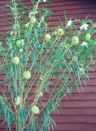 Balloon Milkweed 25 Seeds Plants Colorful Plants Milkweed