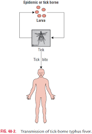 Image result for Rickettsiae