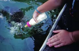 Probably went through 100 baits. 15 Smith Lake Alabama Questions Answers Justin Dyar