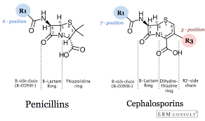 Penicillin And Cephalosporin Cross Reactivity And Risk For