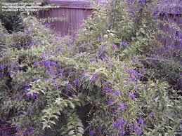 Free 20 day free trial download. Plantfiles Pictures Duranta Golden Dew Drop Pigeon Berry Sky Flower Sapphire Showers Duranta Erecta By Marleyv