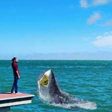 Shark In Shandong Sharkdong Shark Shandong Whale