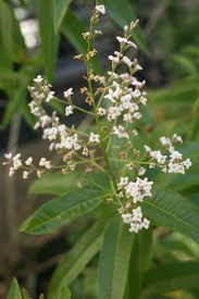 Image result for Aloysia citrodora