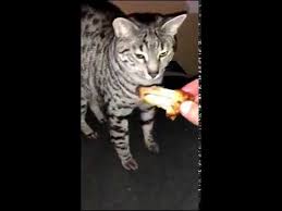 Her Seyden Midesi Bulanan Kedi Derlemes Youtube
