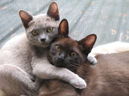 Our cats are from the finest burmese lines worldwide and their beauty and sweet personalities attest to this. Burmese Cats Burke U002639 S Backyard