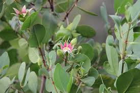 Image result for Sonneratia alba