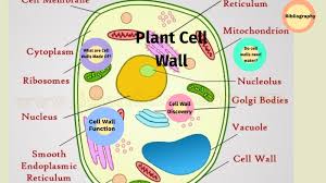 (i) protects the protoplasm against mechanical injury, Cell Wall By Reece Helsel