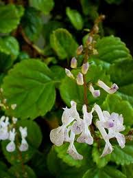 Image result for Plectranthus verticillatus
