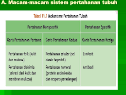 Kepentingan sistem pertahanan badan kuat ketika pandemik. Ppt Sistem Pertahanan Tubuh Powerpoint Presentation Free Download Id 3484919