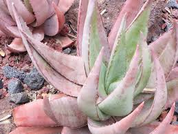 Image result for Aloe aculeata × globuligemma
