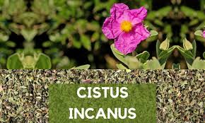 Image result for Cissus guerkeana