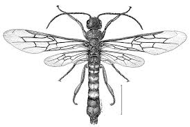 Black And White Insect Drawings Insect Insectos Raros Insectos Dibujos