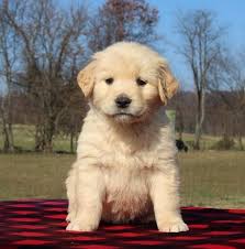 Sire is a standard party doodle with white and black pattern. Golden Retriever Puppies For Sale Golden Retriever Puppies For Sale