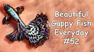 I am showing you some of beautiful cobra guppy from my farm, if you have any question please do comment bellow, i will help you as far as i know. Guppy Channel Beautiful Guppy Fish Everyday 52 Youtube
