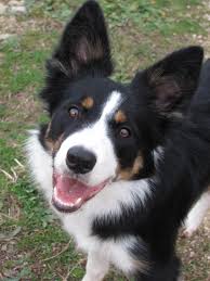Callie Border Collie 7 M Dog Heaven Dog Love Puppy Eyes