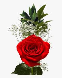 Love valentine s day heart couple valentines day hearts romantic valentines roses flowers rose valentine background wine easter romantic. Red Roses For Valentine S Day Flower Fundraiser Single Flower Hd Png Download Transparent Png Image Pngitem