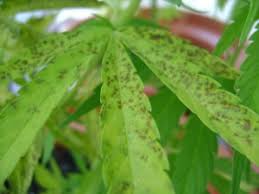 The main reason for this is that in cool or cloudy conditions many people are unaware that they are still vulnerable to the. Burns On Cannabis Leaves Growbarato Blog