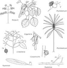 Image result for Calostephane divaricata