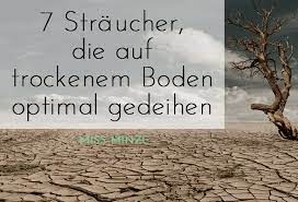 In regionen, in denen trockenheit das klima bestimmt, ist es einigen pflanzen an wuchs, blättern und gestalt regelrecht anzusehen. Robuste Pflanzen Fur Trockene Standorte Meine Auswahl Erfahrungen