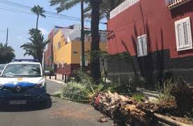 Restaurantes de las palmas de gran canaria. Cae Una Palmera En Las Palmas De Gran Canaria El Eco De Canarias