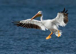 Predict Weather Ocean Birds See just where plastic from the ocean gyre goes. predict weather ocean birds