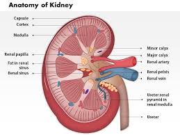 Each renal papilla secretes urine into a minor calyx, with the infundibula of the minor calyces converging into two or three major calyces. 0514 Anatomy Of Kidney Medical Images For Powerpoint 1 Powerpoint Slide Template Presentation Templates Ppt Layout Presentation Deck