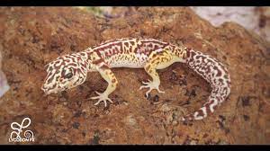 Leopard Gecko cinema 4d octane render | Leopard gecko, Lizard, Monster house