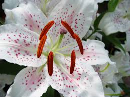 It can also be grown as a houseplant and particularly used as a medicinal plant and have a variety of uses in ayurveda. Consider Cats When Using Lilies Around Your Home