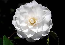 White By The Gate Camellia Camellia Plant Plant Sale Plants