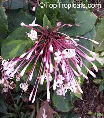 Image result for Clerodendrum capitatum