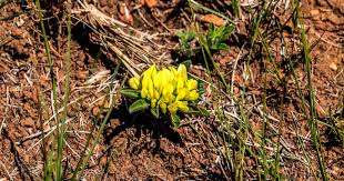 Image result for Basananthe sandersonii