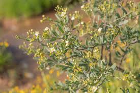 Image result for Montinia